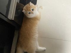 -lincat·猫舍(广州店)