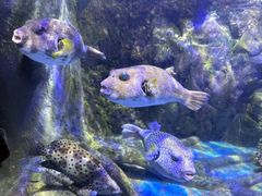 -太平洋海底世界