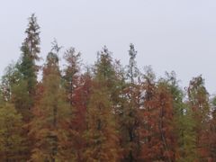 -白鹭湾湿地公园