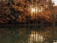 -上海海湾国家森林公园