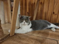 -猫的茶·猫咖