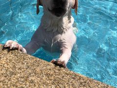 -趣玩宠物乐园寄养训犬训狗游泳池