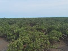 -北海金海湾红树林生态旅游区