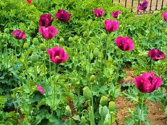 -国家植物园南园