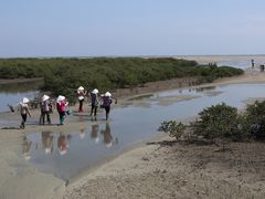 -北海金海湾红树林生态旅游区