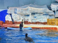 -海合安武汉极地海洋公园