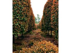 -桤木河湿地公园