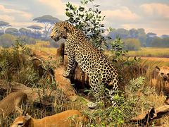 -陕西自然博物馆