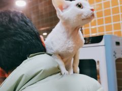 -70cat德文卷毛猫·缅因猫纯种猫舍