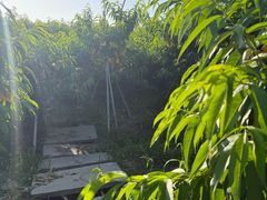 -南汇水蜜桃采摘(大团店)