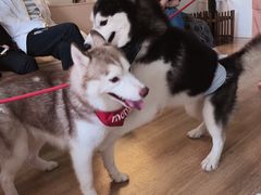 -Husky Go! 哈士奇体验馆·宠物咖啡厅狗咖