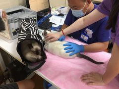 -北京观赏动物医院·24小时大型综合·猫专科·异宠专科