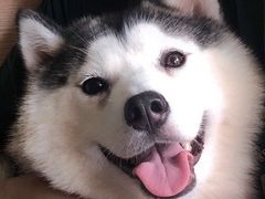 -Husky Go! 哈士奇体验馆·宠物咖啡厅狗咖