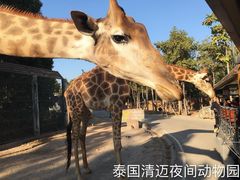 -清迈夜间动物园