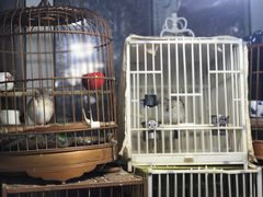 -万商花鸟市场