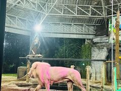 -清迈夜间动物园