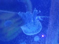 -海合安武汉极地海洋公园