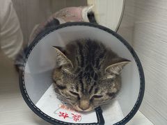 -博特宠物医院24h犬猫全科.骨科·异宠