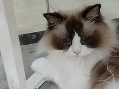 -爱洗澡的猫(天河路店)