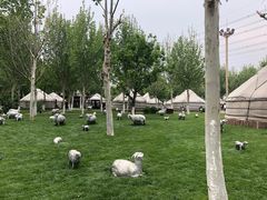 -九十九顶毡房(阜石路店)