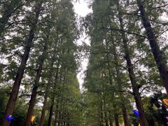 -黄海国家森林公园