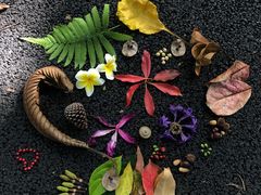 -南宁良凤江国家森林公园