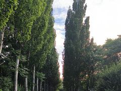 -将府公园