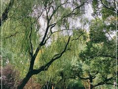 -柳浪闻莺公园