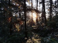 -重庆睡佛山森林公园