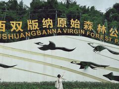 -西双版纳原始森林公园