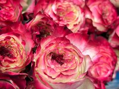 -循礼门鲜花花市(武汉循礼门店)