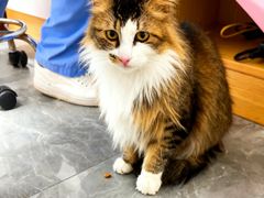 -东莞宠友24H宠物中心医院·转诊夜诊·异宠(新河北路院)