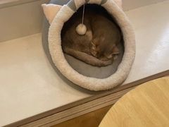-Let's go狗咖·猫咖·奶狗·桌游(春熙路IFS店)