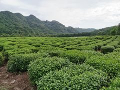 -中国茶叶博物馆(双峰馆区)
