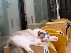 -有喵·猫咖·狗咖·30几只猫10只小狗(岗厦店)