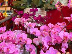 -越秀西湖花市(广州城市广场花卉店)