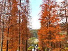-广州市石门国家森林公园