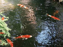 -鲤院·新中式美学·庭院餐厅(夫子庙店)