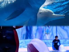 -珠海长隆海洋王国