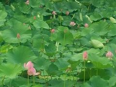 -焙里思(蓬溪店)