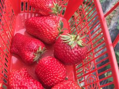 -上海多利农业发展有限公司