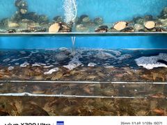 -仙螺岛海鲜自助餐厅(总店)