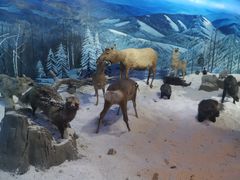 -呼伦贝尔民族博物馆