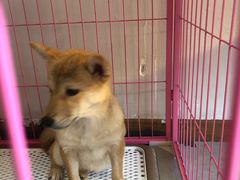 -汪说·狗咖(旺城大厦店)