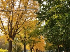 -三里屯东五街银杏大道