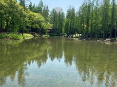 -上海滨江森林公园
