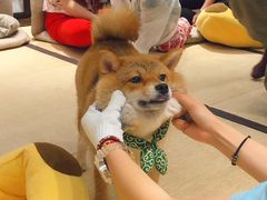 -逗柴咖啡屋·狗咖猫咖宠物桌游