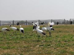 -盐城丹顶鹤湿地生态旅游区