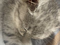 -芭比堂爱心动物医院(柯桥康爱分院)