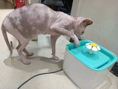 -藏猫猫咖啡主题馆(中央大道店)